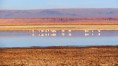 /album/galeria-de-fotos-fase-i-brasil-usa/a3-laguna-chaxa-san-pedro-de-aacama-chile-jpg/